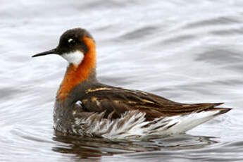 Phalarope à bec étroit