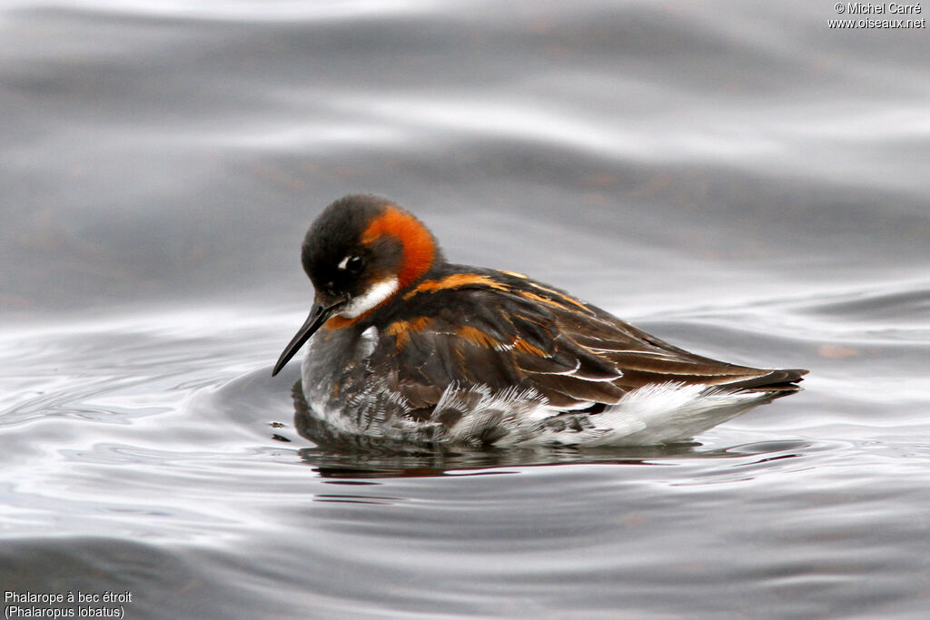 Phalarope à bec étroit femelle adulte nuptial