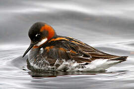 Phalarope à bec étroit