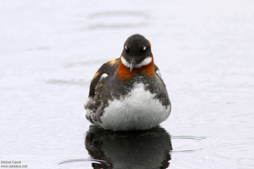 Red-necked Phalarope female adult breeding, close-up portrait