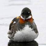 Phalarope à bec étroit