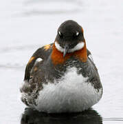 Red-necked Phalarope