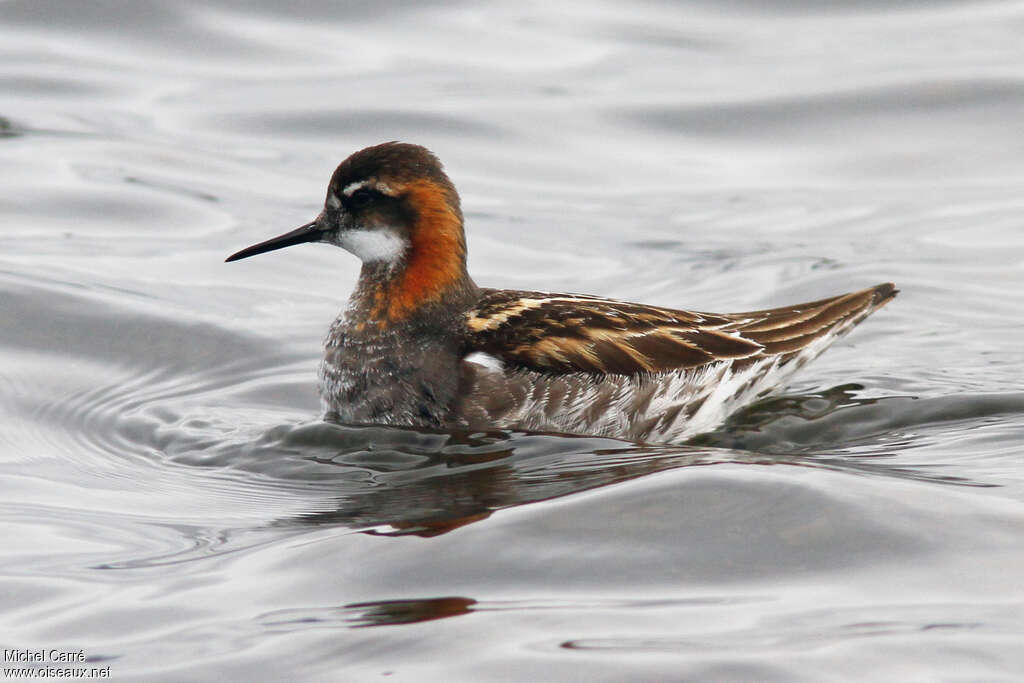 Red-necked Phalarope male adult breeding, identification