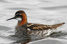 Phalarope à bec étroit