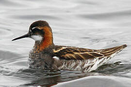 Phalarope à bec étroit