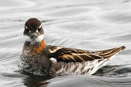 Red-necked Phalarope