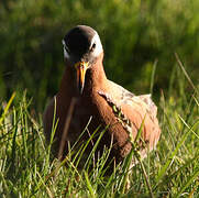 Red Phalarope