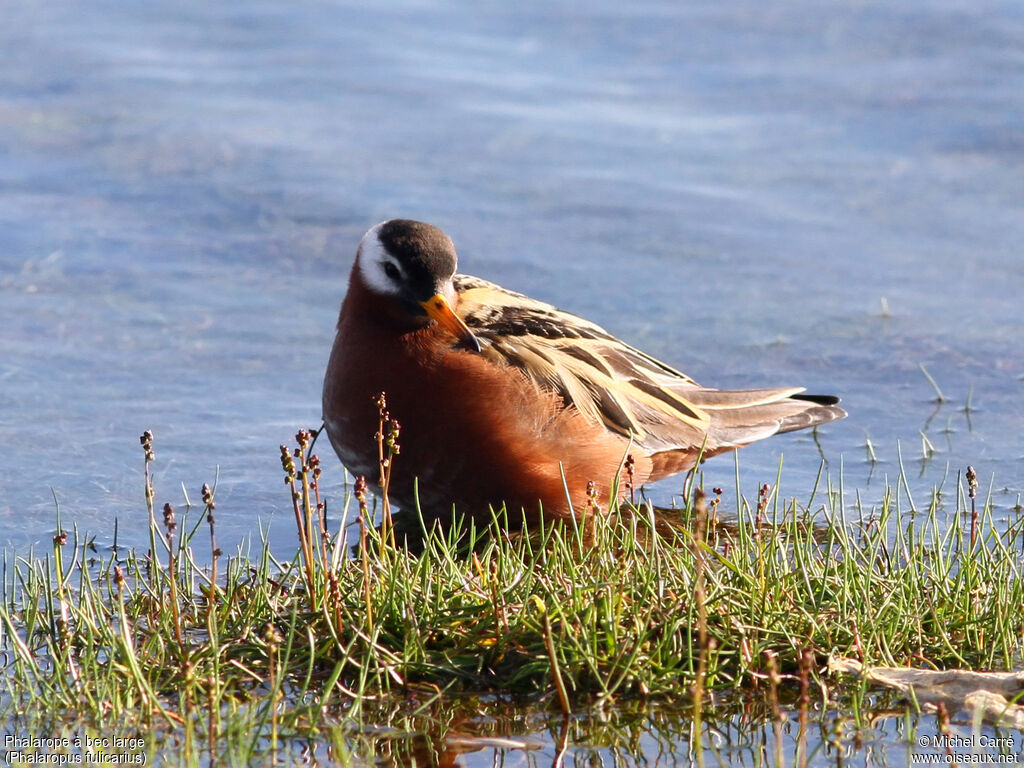 Phalarope à bec large femelle adulte nuptial