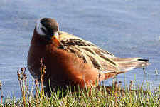 Phalarope à bec large