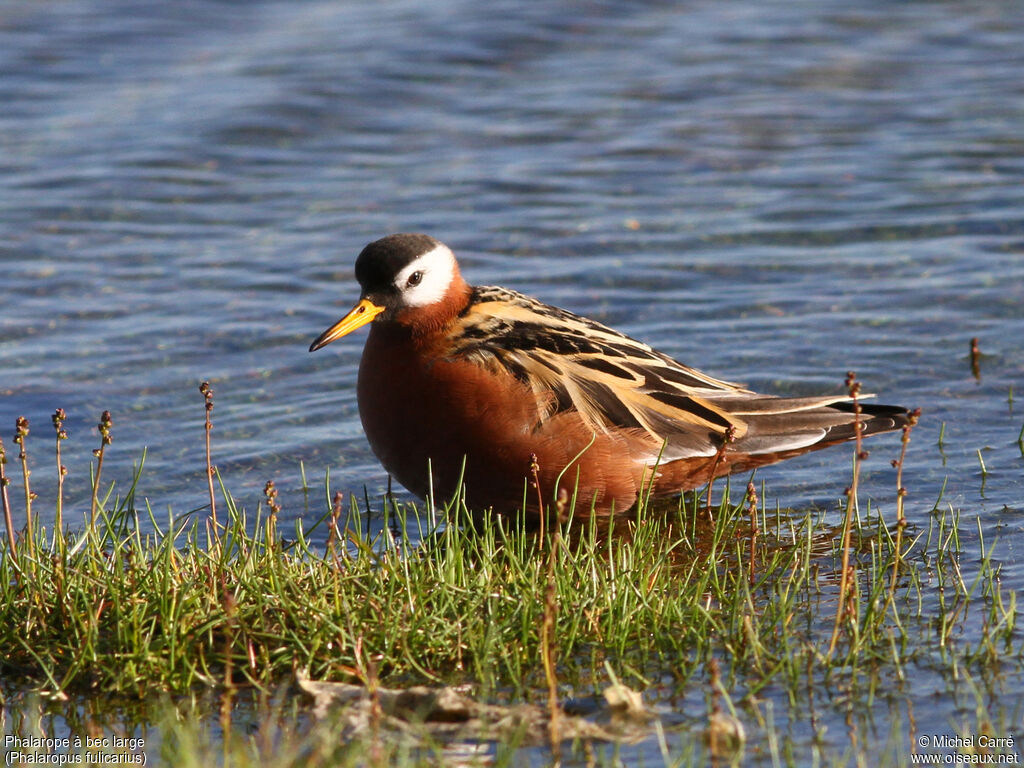 Red Phalarope female adult breeding