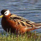 Phalarope à bec large