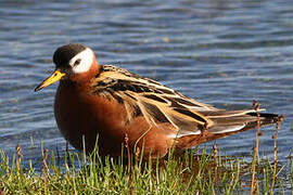 Red Phalarope