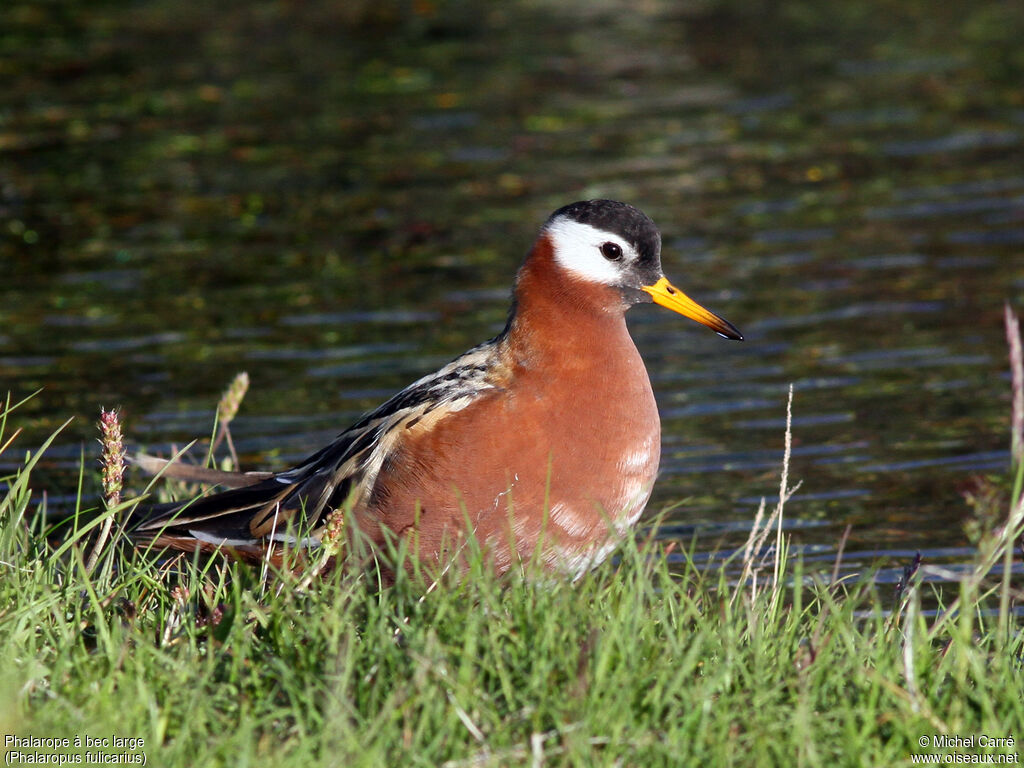 Red Phalarope female adult breeding