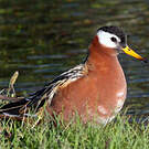 Phalarope à bec large