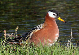 Red Phalarope