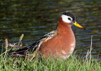 Phalarope à bec large