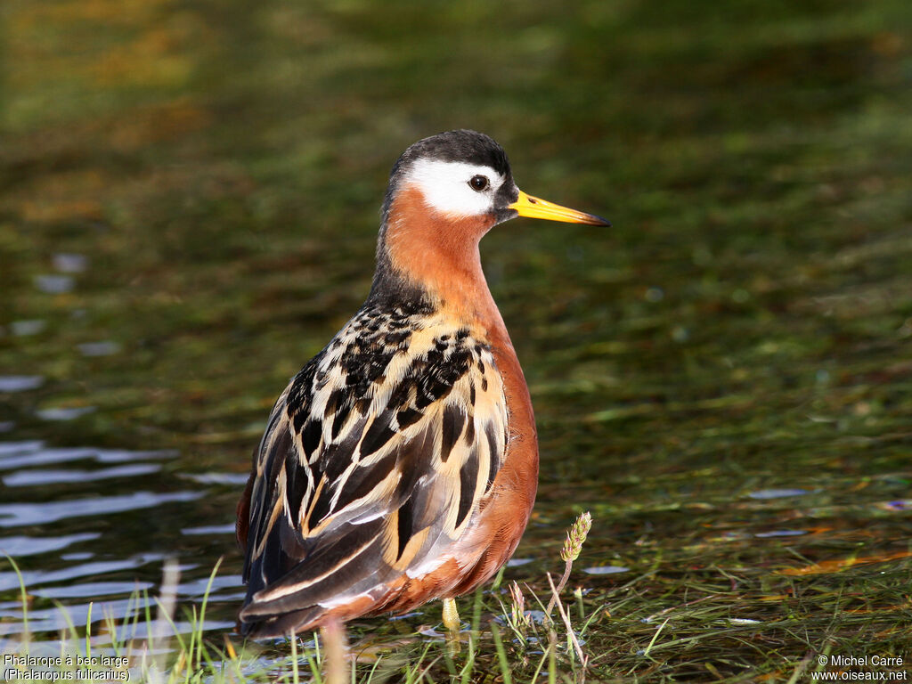 Red Phalarope female adult breeding, identification