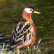 Phalarope à bec large