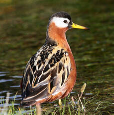 Phalarope à bec large