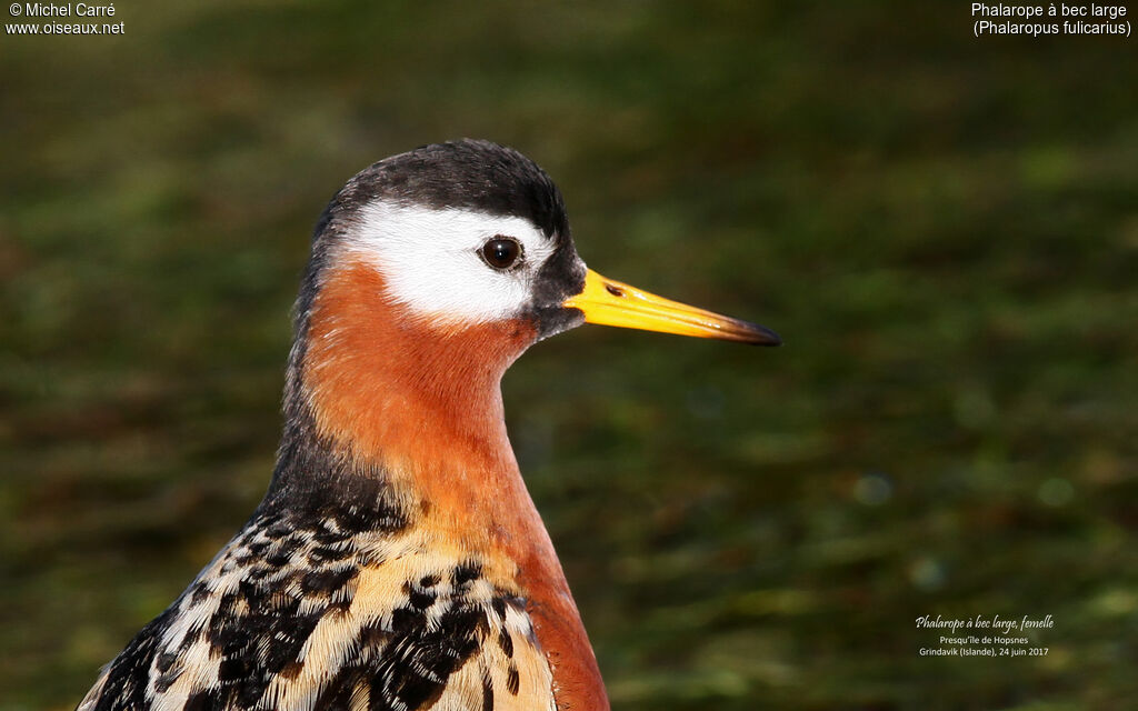 Phalarope à bec large femelle adulte nuptial, portrait