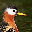 Phalarope à bec large