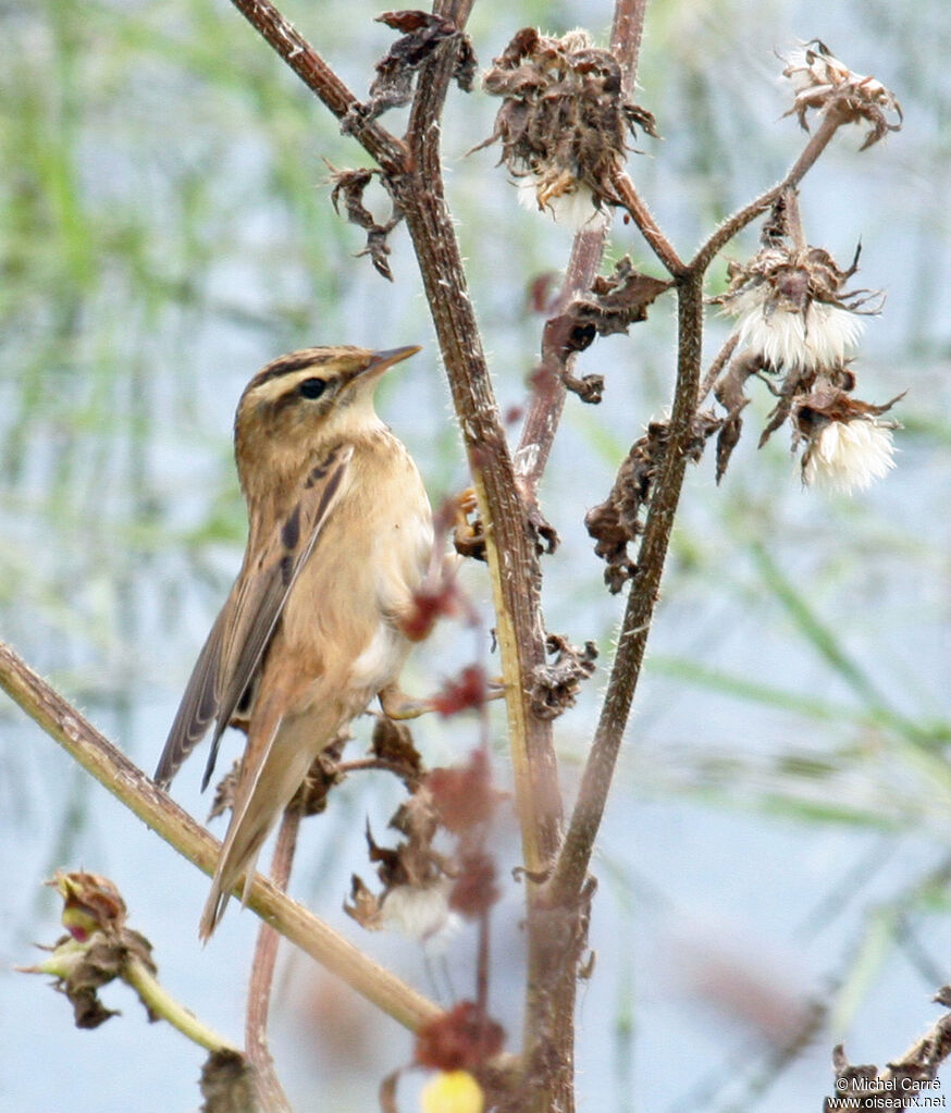 Sedge Warbler