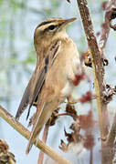 Sedge Warbler