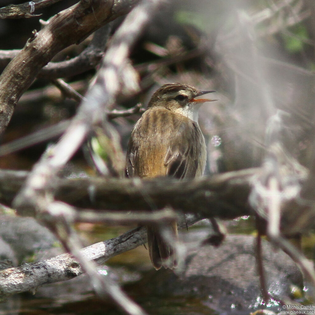 Sedge Warbler