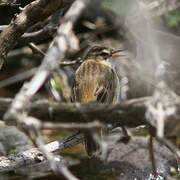 Sedge Warbler