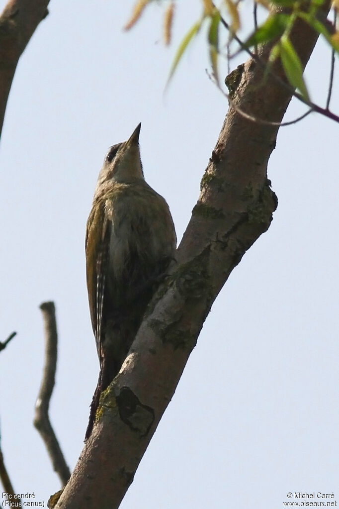 Grey-headed Woodpecker