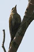 Grey-headed Woodpecker