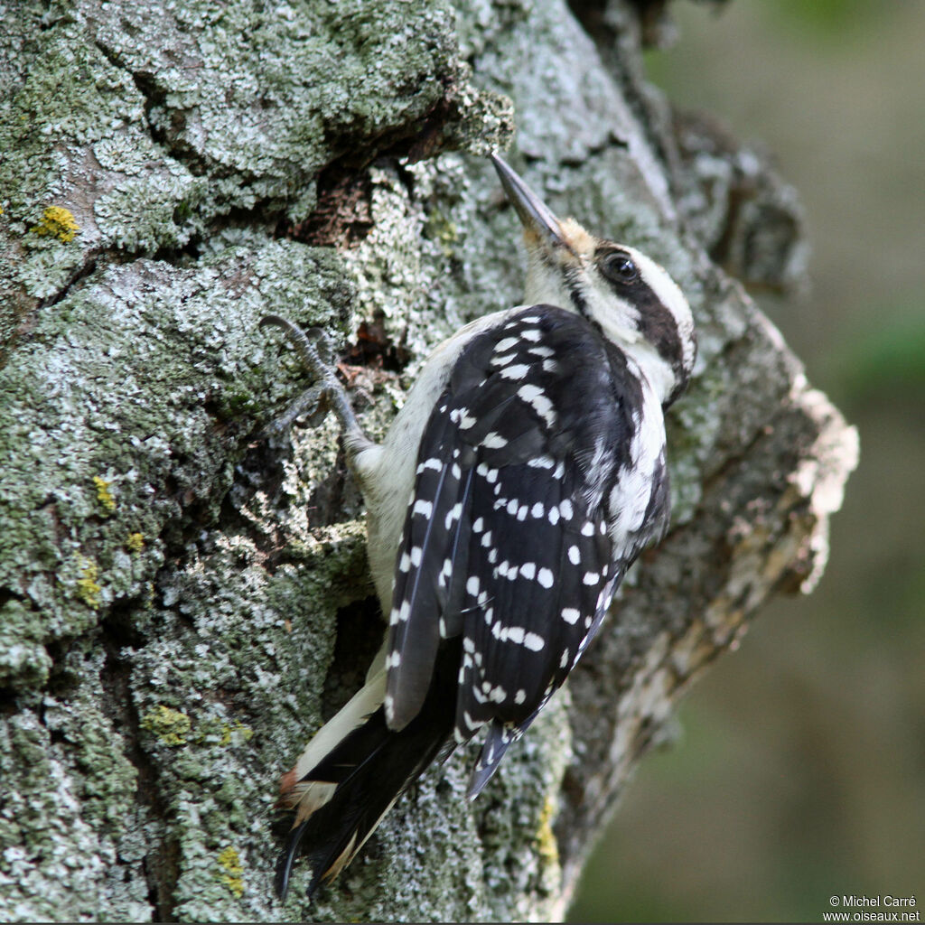 Hairy Woodpecker