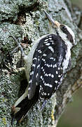 Hairy Woodpecker