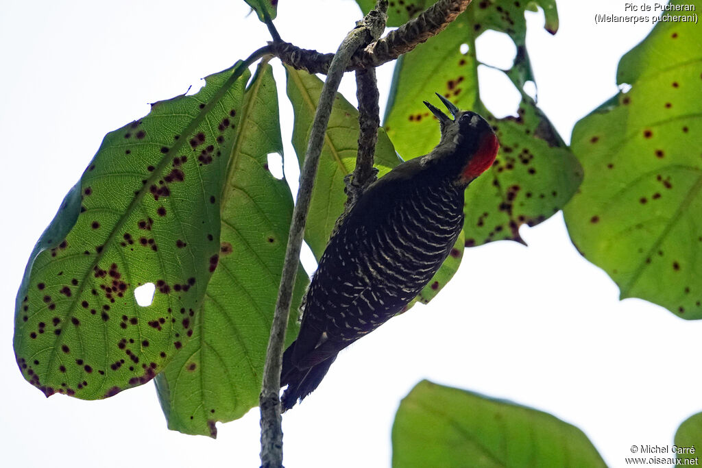 Black-cheeked Woodpecker female adult