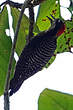 Pic de Pucheran