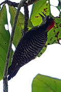 Pic de Pucheran