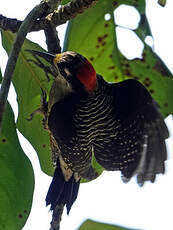 Pic de Pucheran