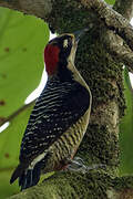 Pic de Pucheran