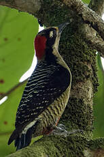 Pic de Pucheran
