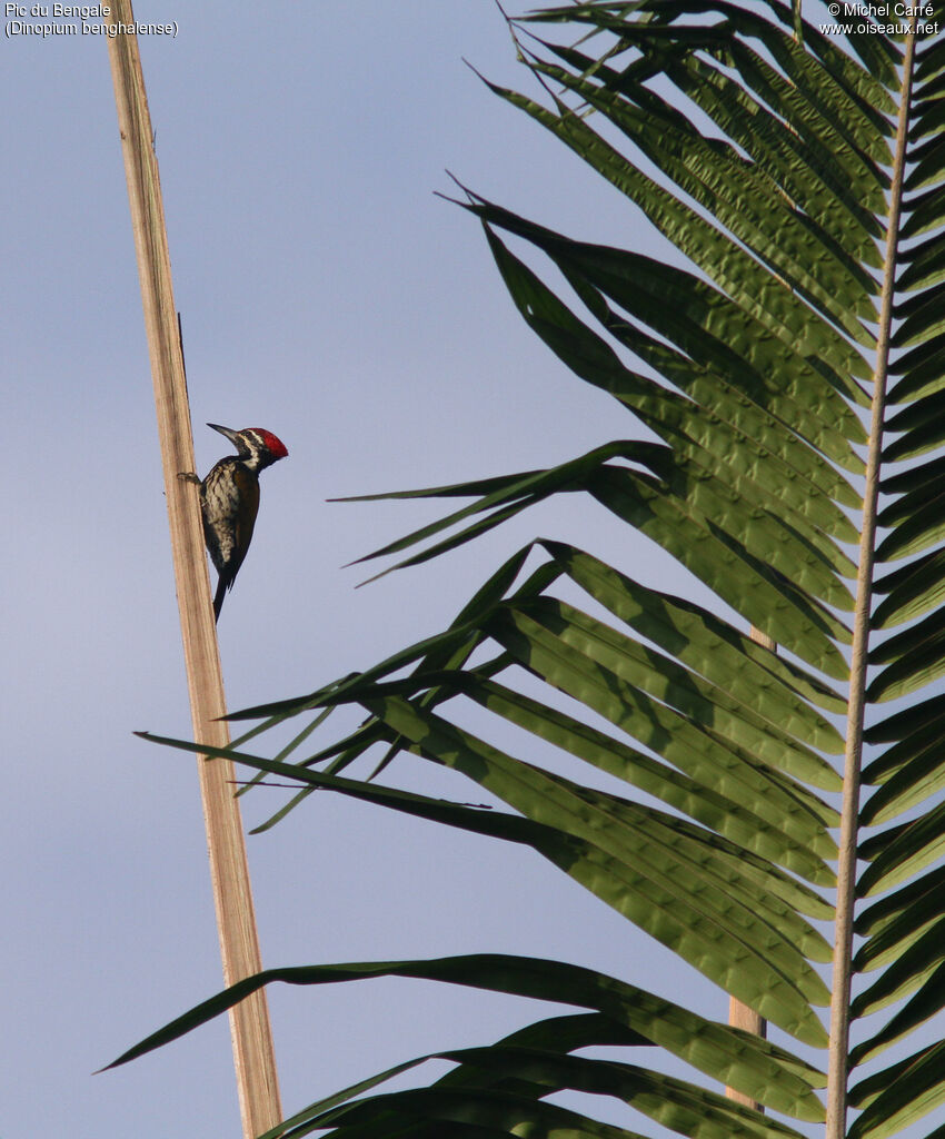 Black-rumped Flameback male adult