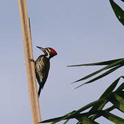 Black-rumped Flameback