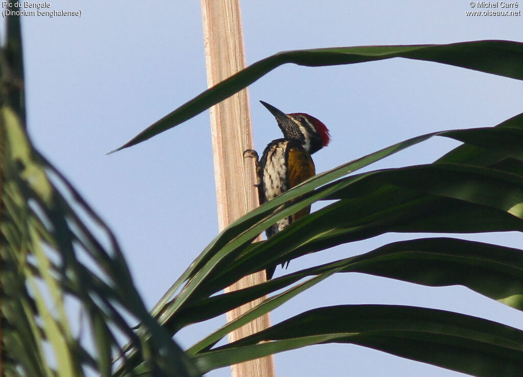 Black-rumped Flameback male adult