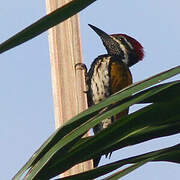 Black-rumped Flameback