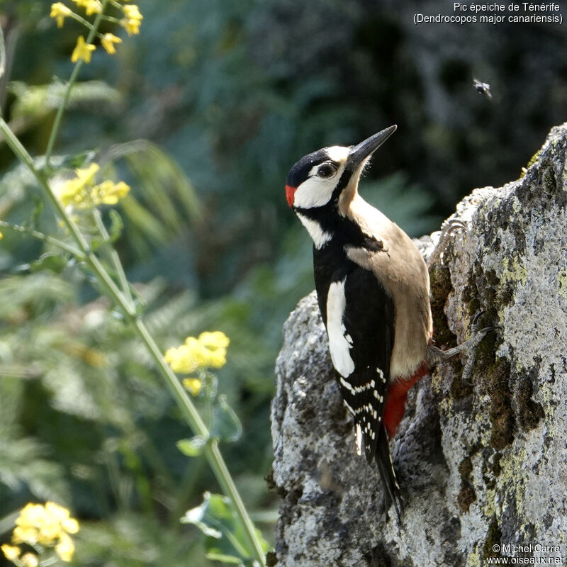 Great Spotted Woodpecker (canariensis) male adult