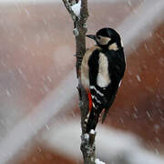 Great Spotted Woodpecker