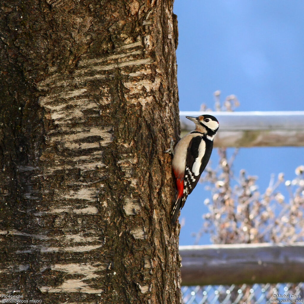 Great Spotted Woodpecker male adult