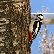 Great Spotted Woodpecker