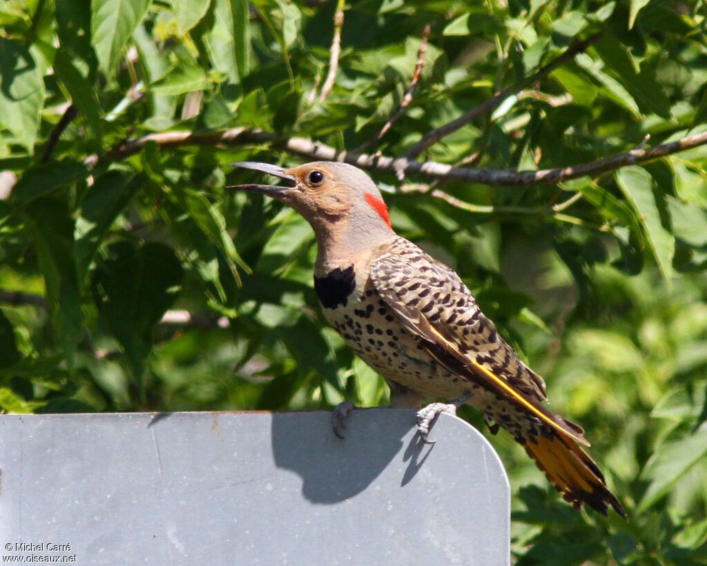 Northern Flicker female adult