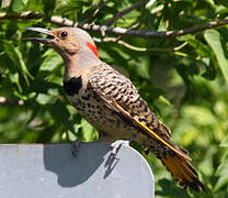 Northern Flicker