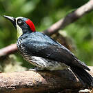 Pic glandivore